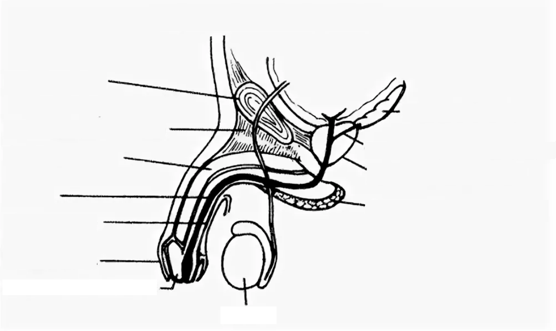 penile structure